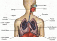 /album/nutricion/sistema-respiratorio1-gif/